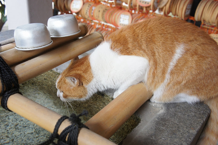 今戸神社は招き猫発祥の縁結びパワースポット 浅草 トラベル旅行記 Com