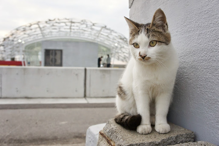 香川 5 男木島観光 男木島の猫 トラベル旅行記 Com