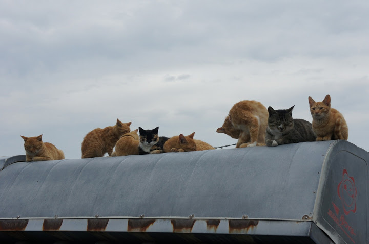 香川 6 男木島の猫スポット トラベル旅行記 Com