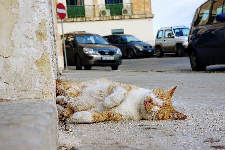 バレッタ旧市街の路上で熟睡する猫