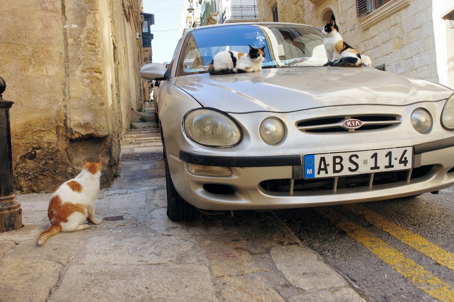 バレッタ旧市街の猫2匹
